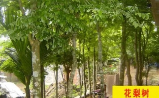 紅花梨下腳料千萬別再丟了，都是寶啊